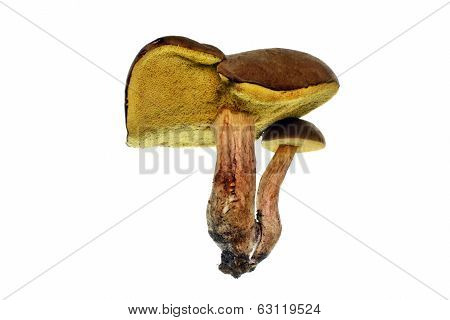 Two Bunnies Bolete Mushrooms