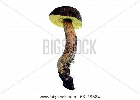 Bolete Bunny