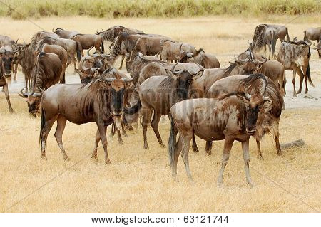 Wildebeests in the Masa Mara