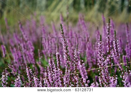 Heather