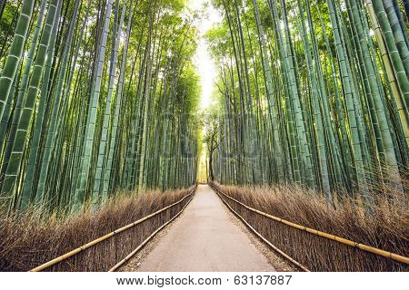 Bamboo forest of Kyoto, Japan.
