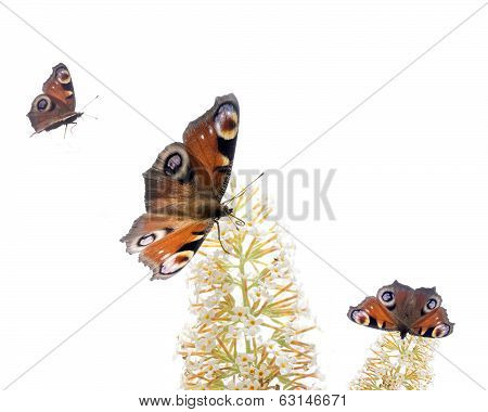Butterflies