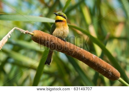 Little Bee-eater Perched On A Cattail