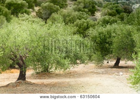 Mediterranean olive grove