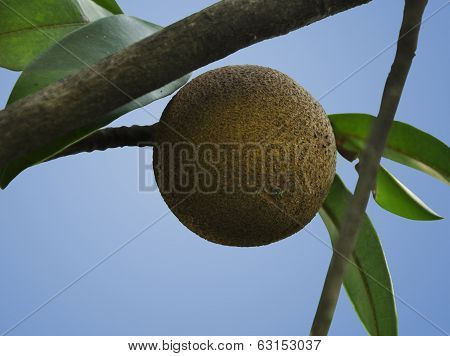 Isolated Sapodilla Plant