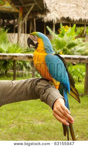 Blue And Yellow Macaw Parrot Sitting On Hand
