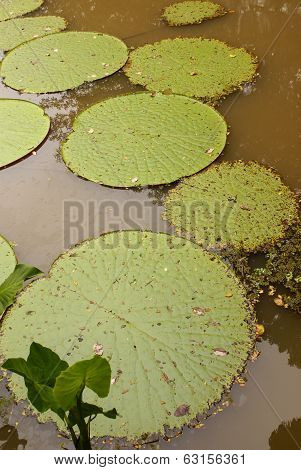 Giant Water Lily (vicoria Amazonica) At First Night Flowering. The Second Night It Turns Pink.