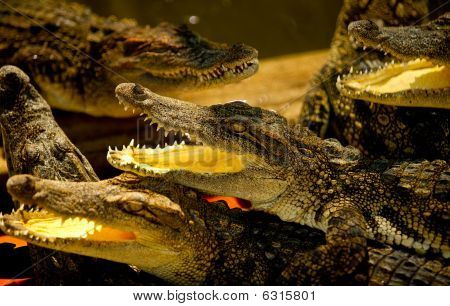 Jovens crocodilos
