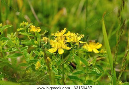 Yellow Flowers Of Saint-john's-wort
