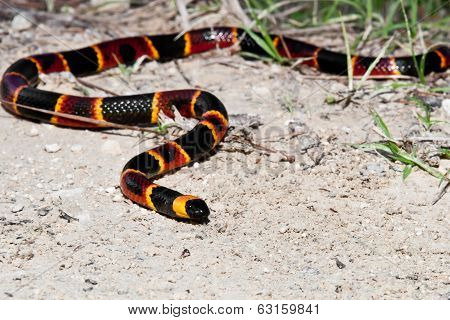 Eastern Coral Snake