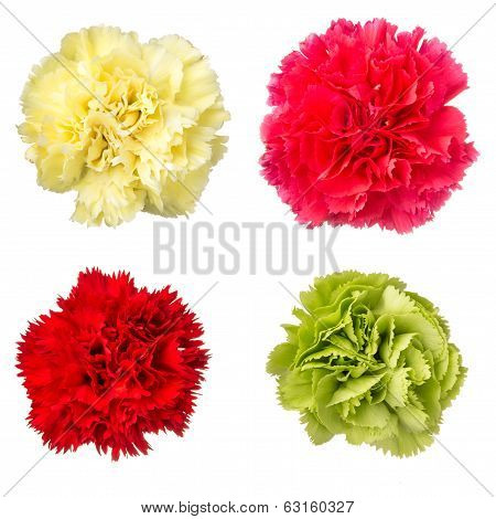Carnation