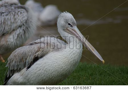 Pink-backed Pelican - Pelecanus Rufescens