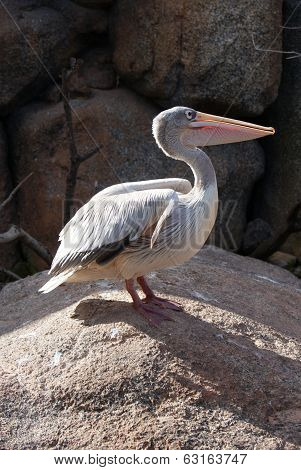 Pink-backed Pelican - Pelecanus Rufescens