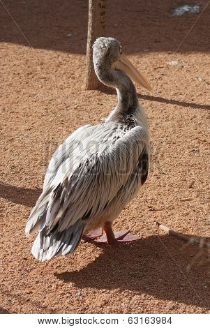 Pink-backed Pelican - Pelecanus Rufescens