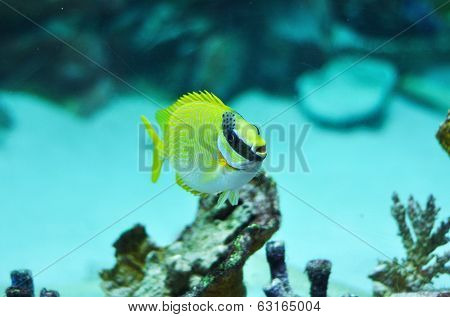 Masked Rabbitfish - Siganus Puellus