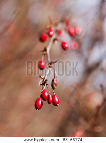 Red Autumn Berries In The Sunshine