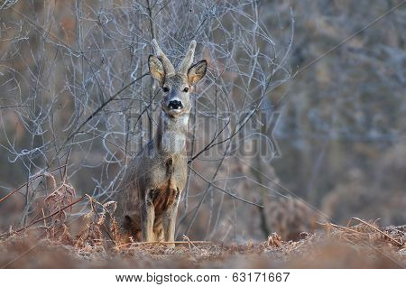 Roe deer