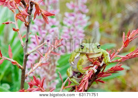 Barking Tree Frog