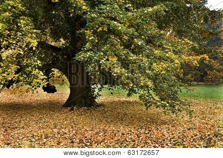 Lonely big linden tree at autumn