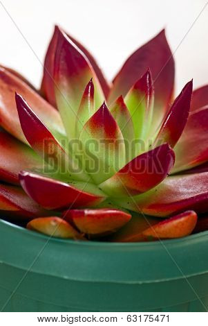 Red Succulent In A Plastic Pot