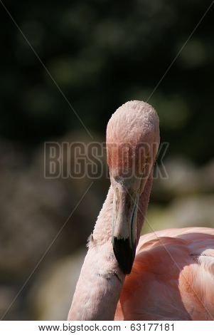 Chilean Flamingo - Phoenicopterus Chilensis