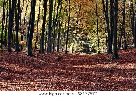 Colors Of Fall