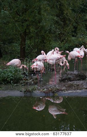 Greater Flamingo - Phoenicopterus Antiquorum