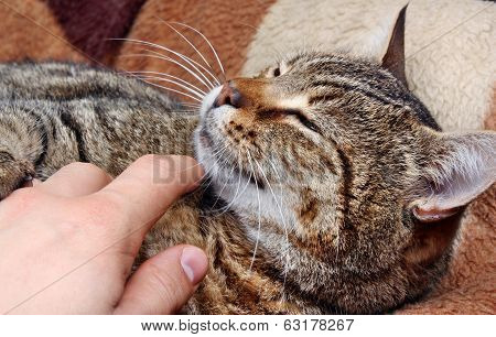Stroking A Cat