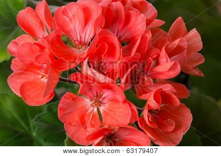 Pelargonium (geranium) bloom