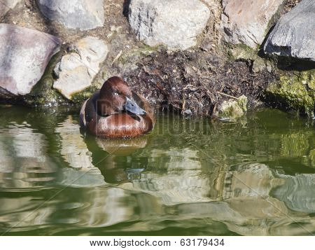 Pochard, Aythya ferina, single male on water, Warwickshire