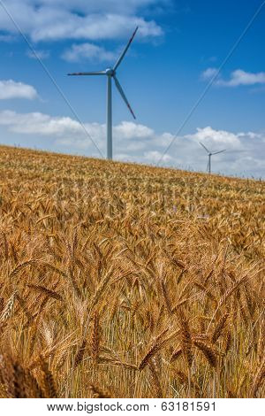 Golden Careal Field