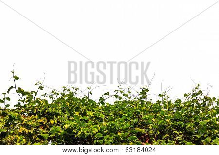 Hedge Vegetable On White