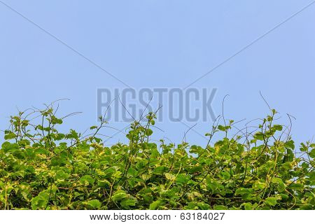 Hedge Vegetable And Sky