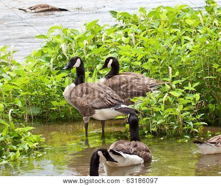 Canada Goose