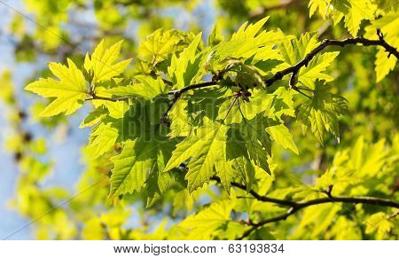 Sunlit Leaves Of Sycamore Tree