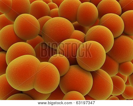 Bacteria Strain