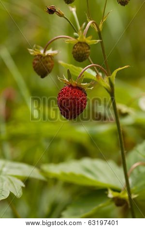 wild strawberry