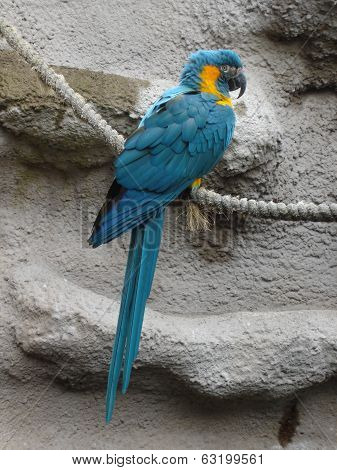 Blue-throated Macaw - Ara Glaucogularis