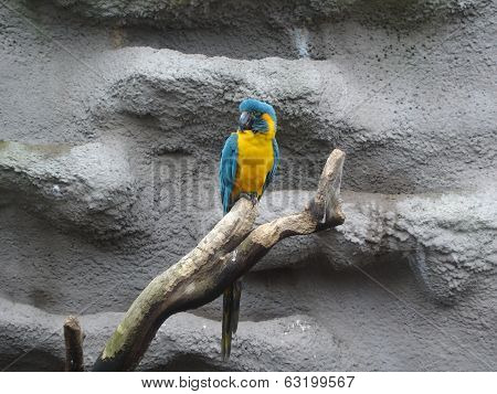 Blue-throated Macaw - Ara Glaucogularis