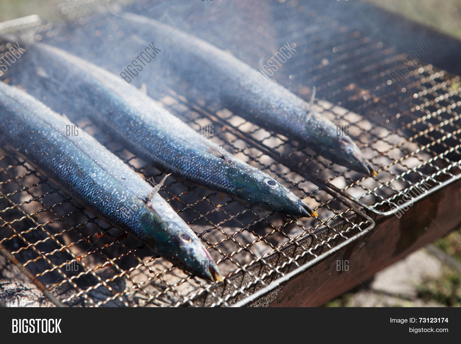 Pacific Saury ( Image & Photo (Free Trial) Bigstock