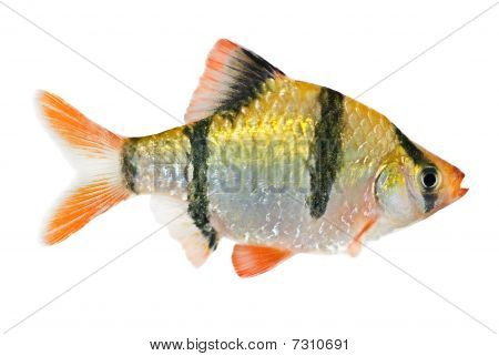 Tygří ryba Barb