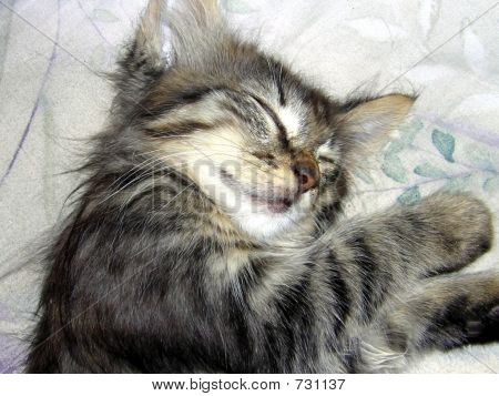 Schlafende Katze