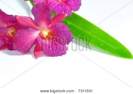 Orchidée
