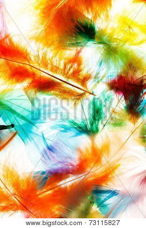 Colorful feathers