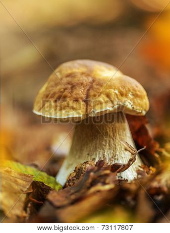 Boletus edulis in the forest during autumn day