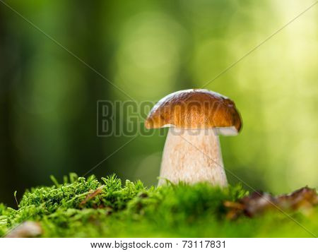Boletus edulis in the forest during autumn day