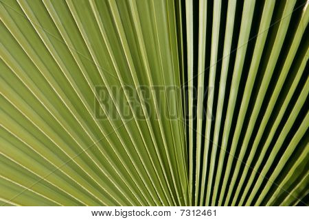 Frondes de palmeira