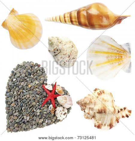 Collage of shells collage of shells and other beach flotsam isolated on white
