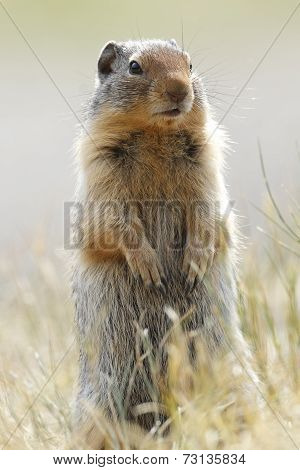Columbia Ground Squirrel - Banff National Park, Canada