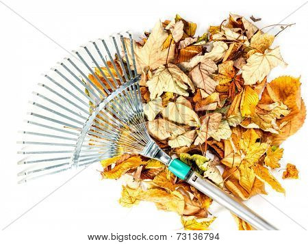 Pile of dead fall leaves swept by metal fan rake shot on white